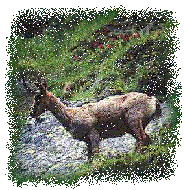 stroll in the reserve of Orlu