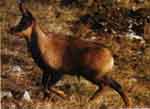 the isard, our Pyrenean chamois