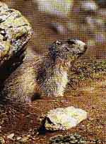 a small marmot