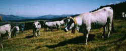 us, the summer, one leaves in mountain pasture